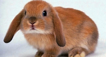 Do dekorativních králíků smrad doma a důvody zápachu